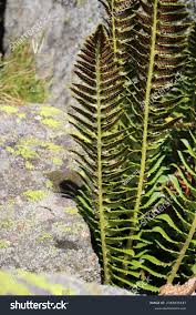 Attēlu rezultāti vaicājumam “Polystichum lonchitis”