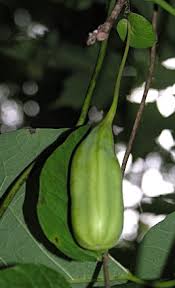 Attēlu rezultāti vaicājumam “Aristolochia durior”