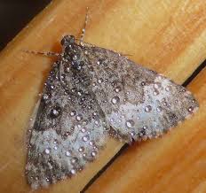 Attēlu rezultāti vaicājumam “Spargania luctuata”