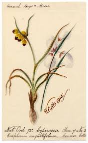 Attēlu rezultāti vaicājumam “Eriophorum angustifolium”