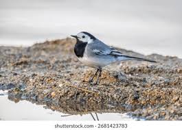 Attēlu rezultāti vaicājumam “Motacillidae”