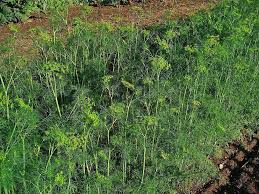 Attēlu rezultāti vaicājumam “Anethum graveolens flower”