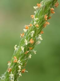 Attēlu rezultāti vaicājumam “Stemonitopsis aequalis (var. aequalis)”