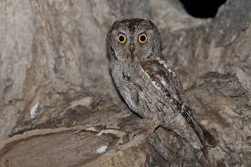 Image result for Otus scops