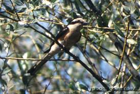 Image result for Lanius nubicus