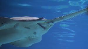 Image result for Pristis pectinata