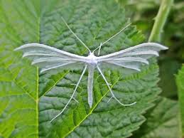 Attēlu rezultāti vaicājumam “Pterophorus pentadactyla”