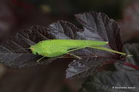 Attēlu rezultāti vaicājumam “Phaneroptera falcata”