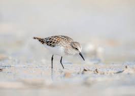 Attēlu rezultāti vaicājumam “Calidris minuta”