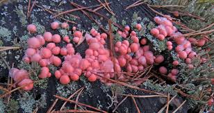 Attēlu rezultāti vaicājumam “Lycogala sphaeroconicum young”