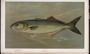 Image result for Pomatomus saltatrix