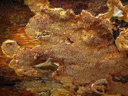 Attēlu rezultāti vaicājumam “Asterodon ferruginosus”