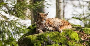 Image result for Lancashire Lynx
