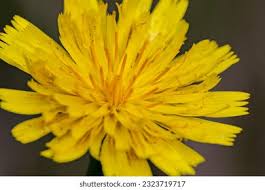 Attēlu rezultāti vaicājumam “Leontodon autumnalis”