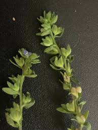 Attēlu rezultāti vaicājumam “Veronica arvensis leaf”