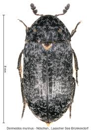 Attēlu rezultāti vaicājumam “Dermestes murinus”