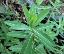 Attēlu rezultāti vaicājumam “Euphorbia palustris”
