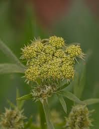 Attēlu rezultāti vaicājumam “Levisticum officinale flower”