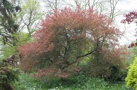 Attēlu rezultāti vaicājumam “Prunus cerasifera var. divaricata bud”