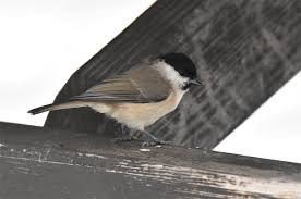 Attēlu rezultāti vaicājumam “Poecile palustris adult”