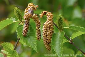 Attēlu rezultāti vaicājumam “Betula humilis female flower”