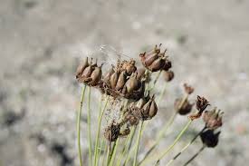 Attēlu rezultāti vaicājumam “Butomus umbellatus fruit”