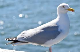 Attēlu rezultāti vaicājumam “Larus argentatus adult”