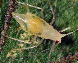 Attēlu rezultāti vaicājumam “Drepanosiphum platanoidis exuvia”