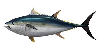 Image result for Thunnus obesus