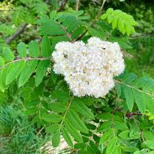 Attēlu rezultāti vaicājumam “Sorbus aucuparia flower”