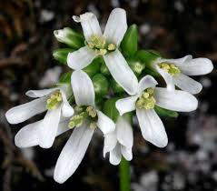 Attēlu rezultāti vaicājumam “Arabis hirsuta flower”