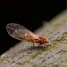 Attēlu rezultāti vaicājumam “Aphrophoridae”