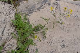 Attēlu rezultāti vaicājumam “Rorippa sylvestris leaf”