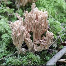 Attēlu rezultāti vaicājumam “Diderma subincarnatum”