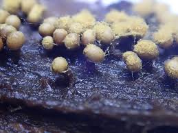 Attēlu rezultāti vaicājumam “Hemitrichia clavata stalked”