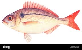 Image result for Pagellus bogaraveo