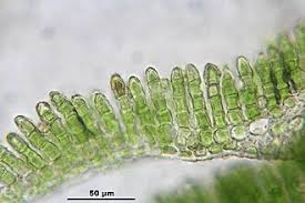 Attēlu rezultāti vaicājumam “Polytrichum formosum”