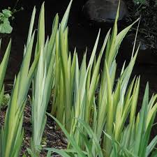 Attēlu rezultāti vaicājumam “Iris pseudacorus leaf”