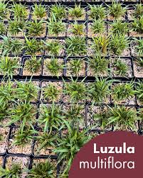 Attēlu rezultāti vaicājumam “Luzula multiflora”