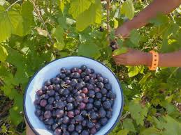 Attēlu rezultāti vaicājumam “Ribes nigrum fruit”