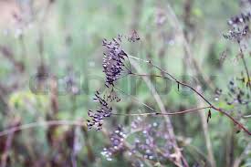Attēlu rezultāti vaicājumam “Carum carvi flower”