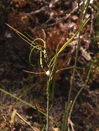Attēlu rezultāti vaicājumam “Arabis hirsuta fruit”