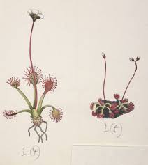 Attēlu rezultāti vaicājumam “Droseraceae”