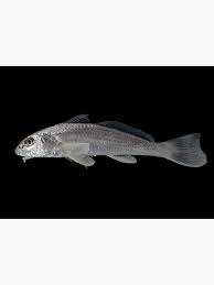 Image result for Menticirrhus littoralis