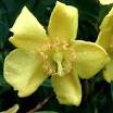 <b>CLUSIACEAE</b> (formerly
