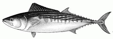 Image result for Sarda sarda