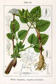 Image result for Angelica silvestris