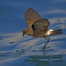 Image result for Chrysoblephus cristiceps