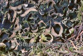 Attēlu rezultāti vaicājumam “Peltigera malacea”