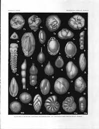 Attēlu rezultāti vaicājumam “Oligonema affine”